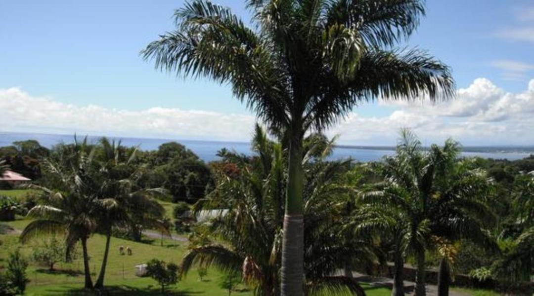 Island Goode'S - Luxury Adult Only Accommodation Near Hilo Papaikou Zewnętrze zdjęcie