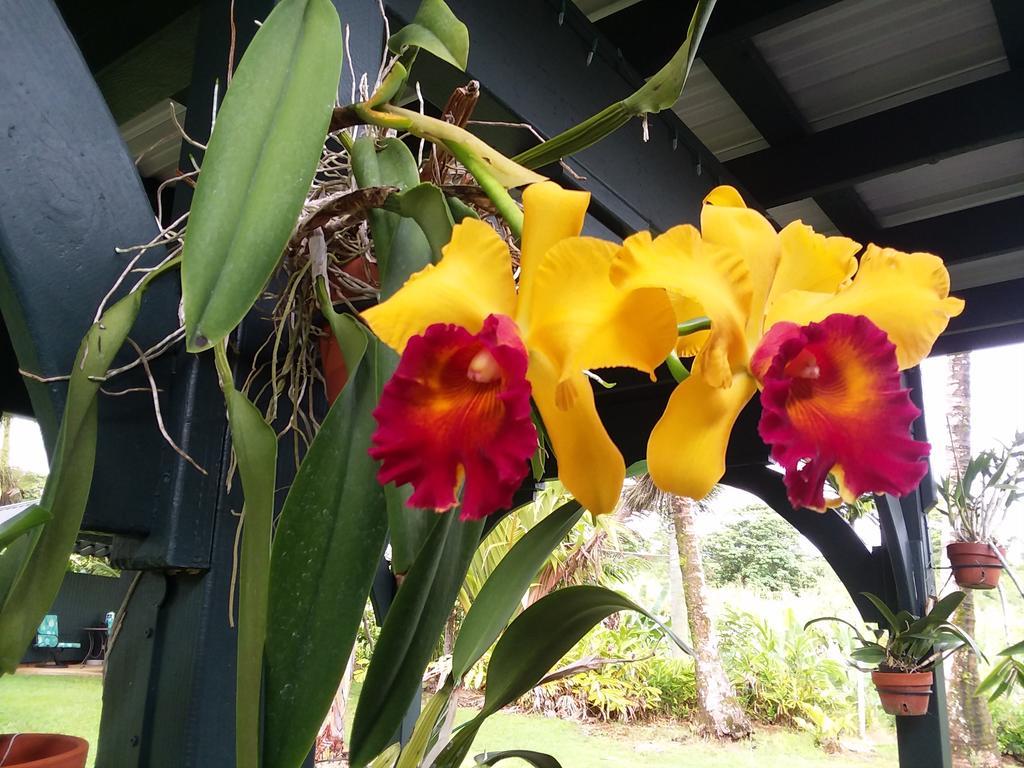 Island Goode'S - Luxury Adult Only Accommodation Near Hilo Papaikou Zewnętrze zdjęcie
