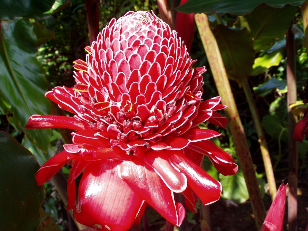 Island Goode'S - Luxury Adult Only Accommodation Near Hilo Papaikou Zewnętrze zdjęcie