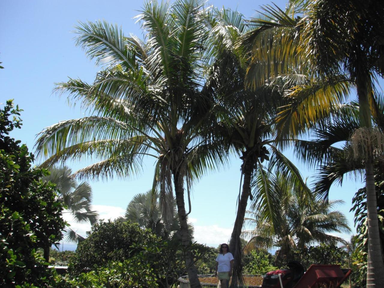 Island Goode'S - Luxury Adult Only Accommodation Near Hilo Papaikou Zewnętrze zdjęcie